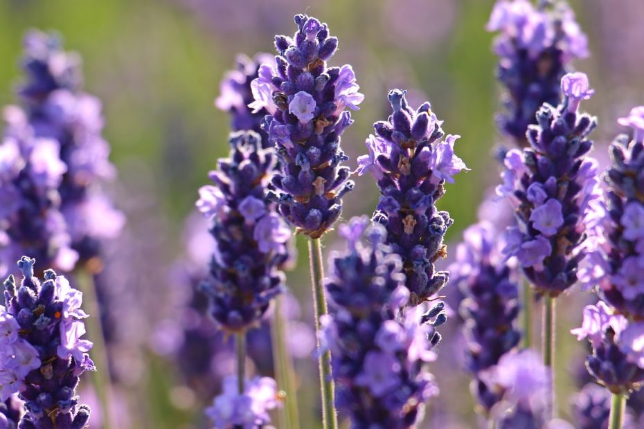 Lavendel-1