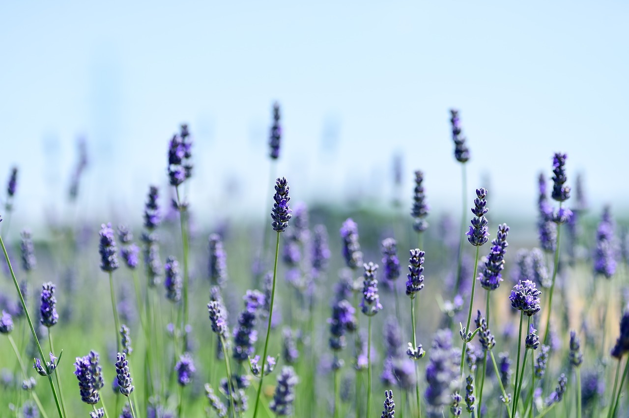 Lavendel-3